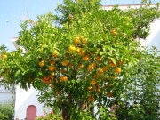 108-0830_IMG ...Orangenbaum in der Holtelanlage...