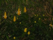 144-4440 IMG