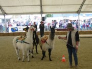 136-3697 IMG * Team der Lamas