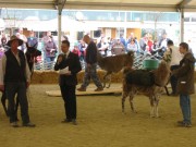 137-3703 IMG * Lamas als Lastentr�ger (bis ~ 30 kg)