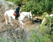 Reiten2004-CQ01